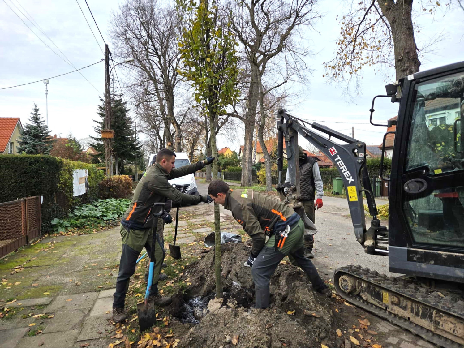 Setki nowych drzew w Szczecinie. „Nasadzenia prowadzone w niemal każdym zakątku miasta”