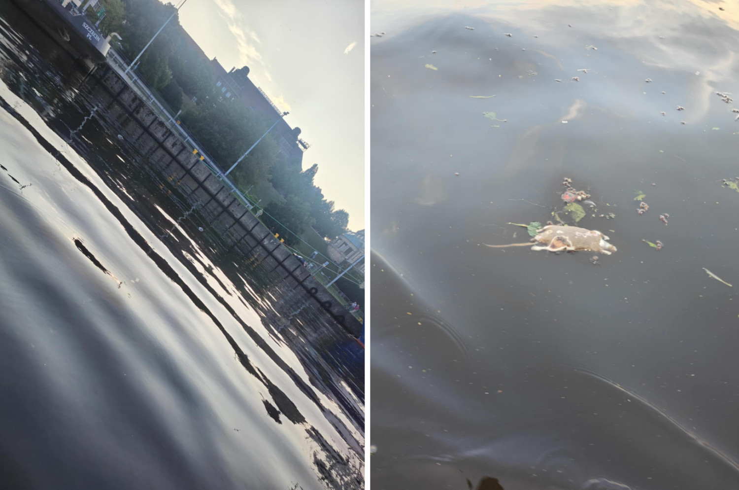 Martwe szczury dryfowały w Odrze koło bulwarów