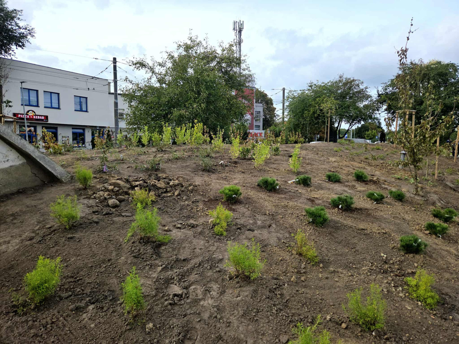Na Gumieńcach powstanie zielona wyspa. Pierwsze rośliny już posadzono