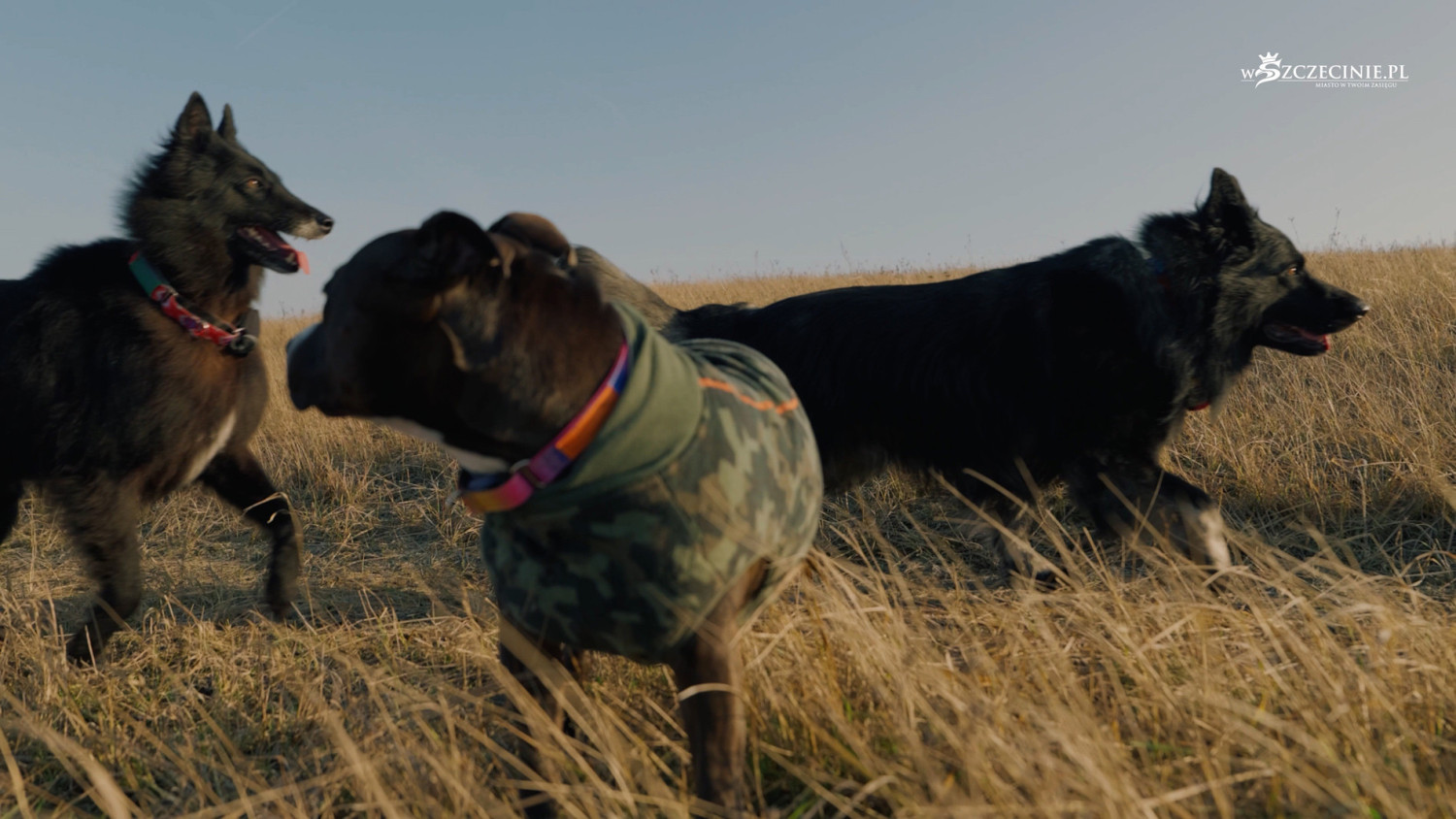Znają sposób, by pies zyskał kolegów i wyrwał się z betonozy