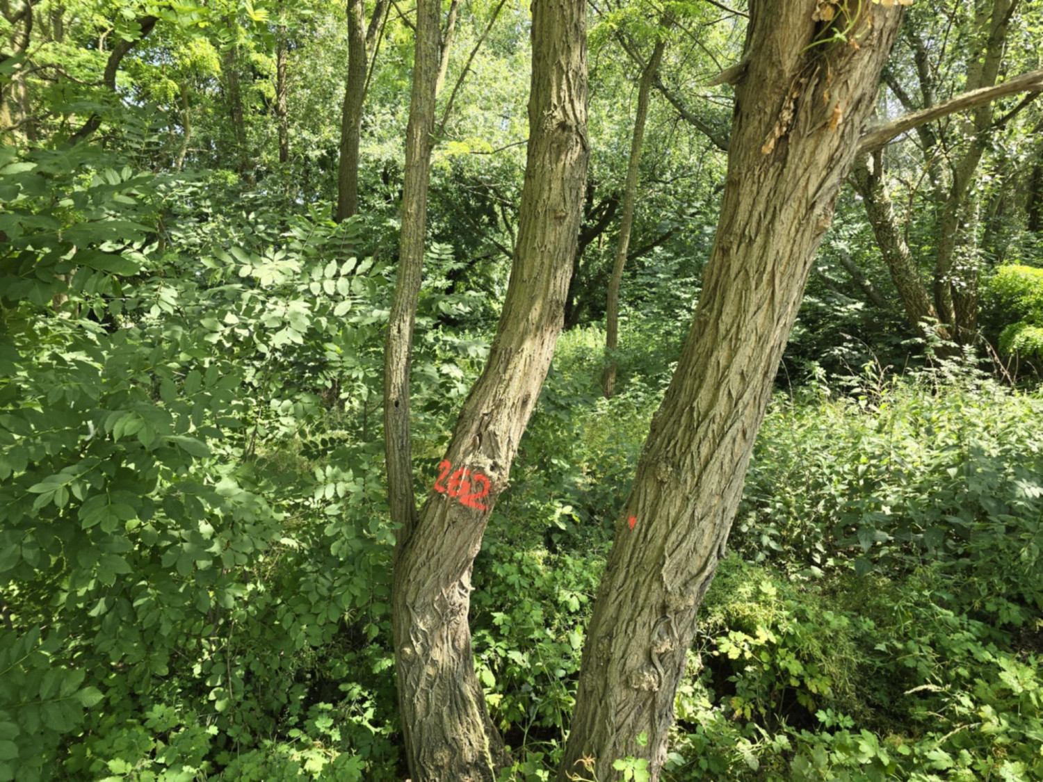 Drzewa na północy miasta zaznaczone na pomarańczowo. To teren Politechniki Morskiej