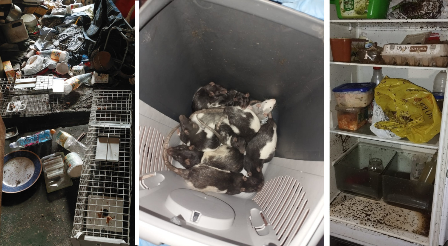 Patoinfluencerka ze Szczecina miała w mieszkaniu 130 szczurów. „Zwierzęta biegały po całym lokalu i zagryzały się nawzajem”