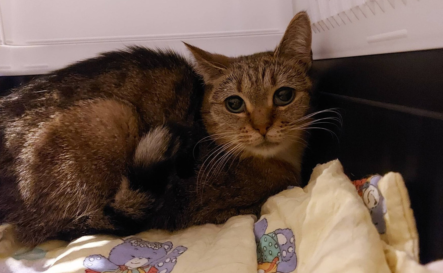 Głodzone koty trzymane były w schowku na pralkę. Kolejna szokująca interwencja TOZ w Szczecinie