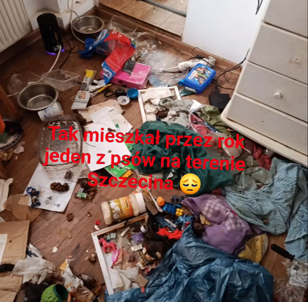 Wyjechała na Islandię i na rok zostawiła psa samego w mieszkaniu. Dramatyczna interwencja TOZ w centrum Szczecina