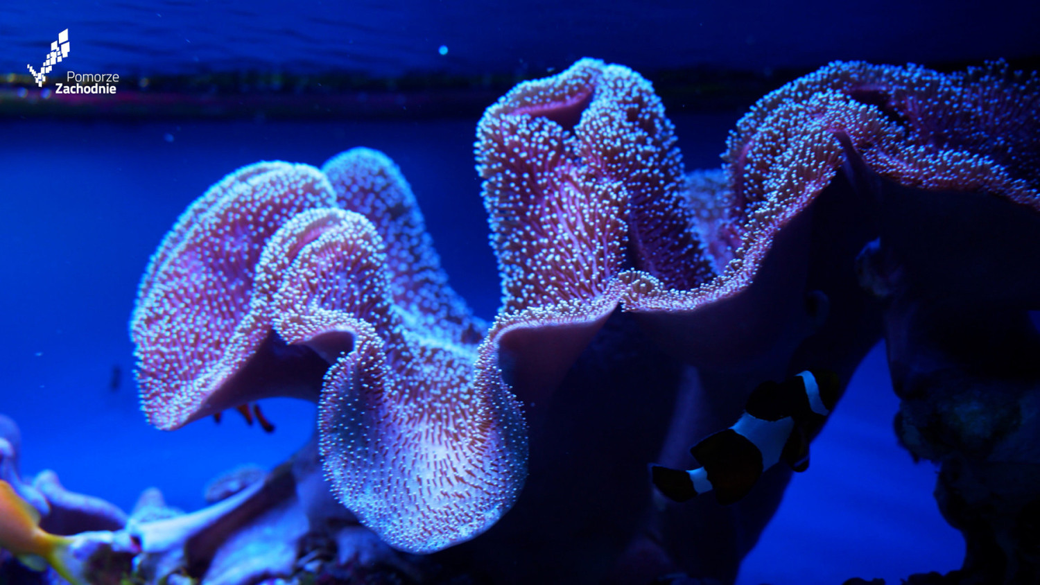 To oceanarium wyróżnia Międzyzdroje. Ma aż 3 piętra