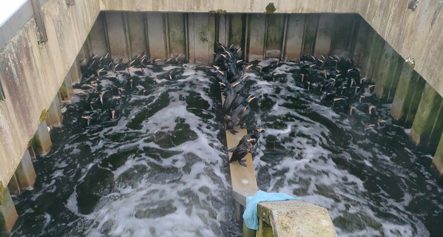 Trwa walka o życie kilkudziesięciu kormoranów. Ptaki wleciały do komory oczyszczalni ścieków