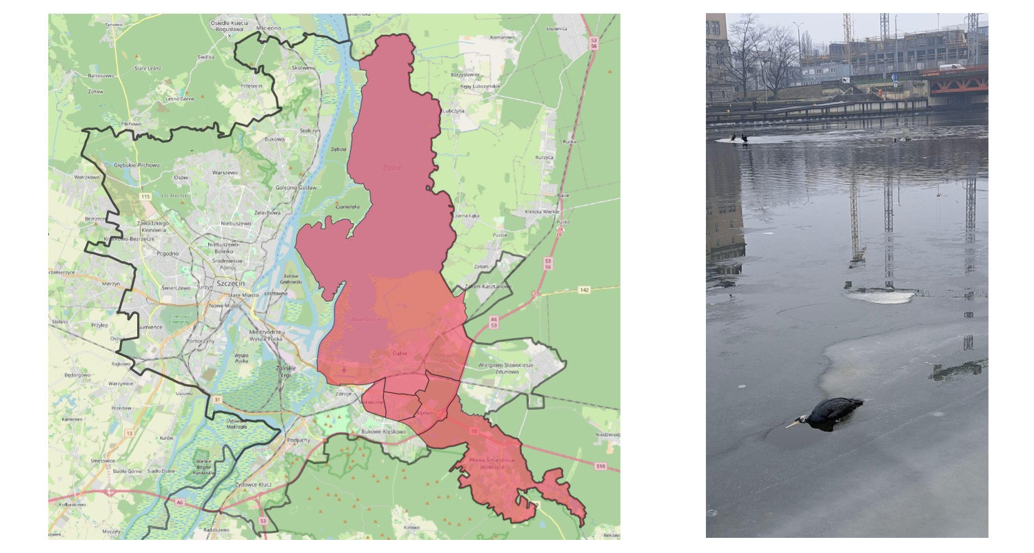 Ptasia grypa w Szczecinie