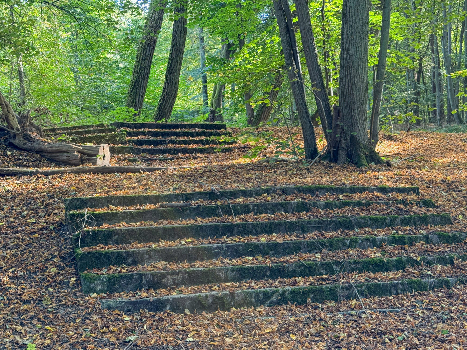 Trzy firmy zainteresowane zamówieniem, które sprawi, iż będzie więcej atrakcji i powstanie nowa ścieżka w Lasku Arkońskim