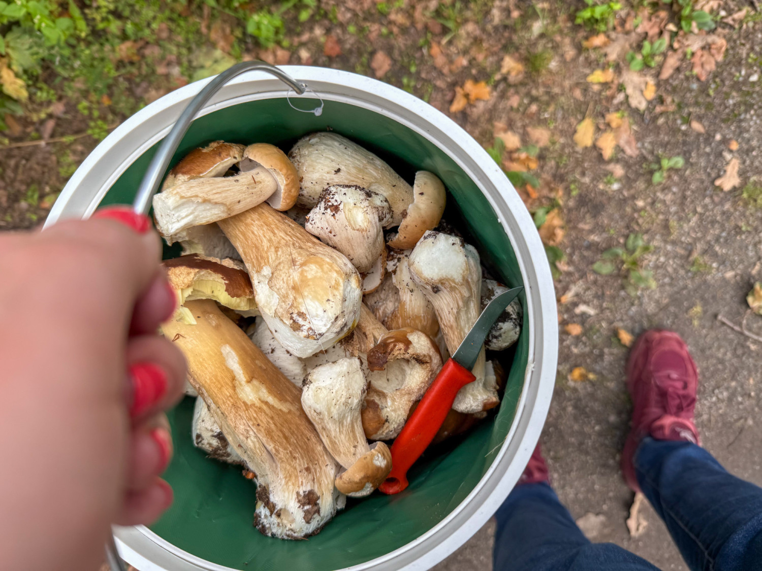 Wysyp grzybów w podszczecińskich puszczach. „Jest bardzo dużo prawdziwków”