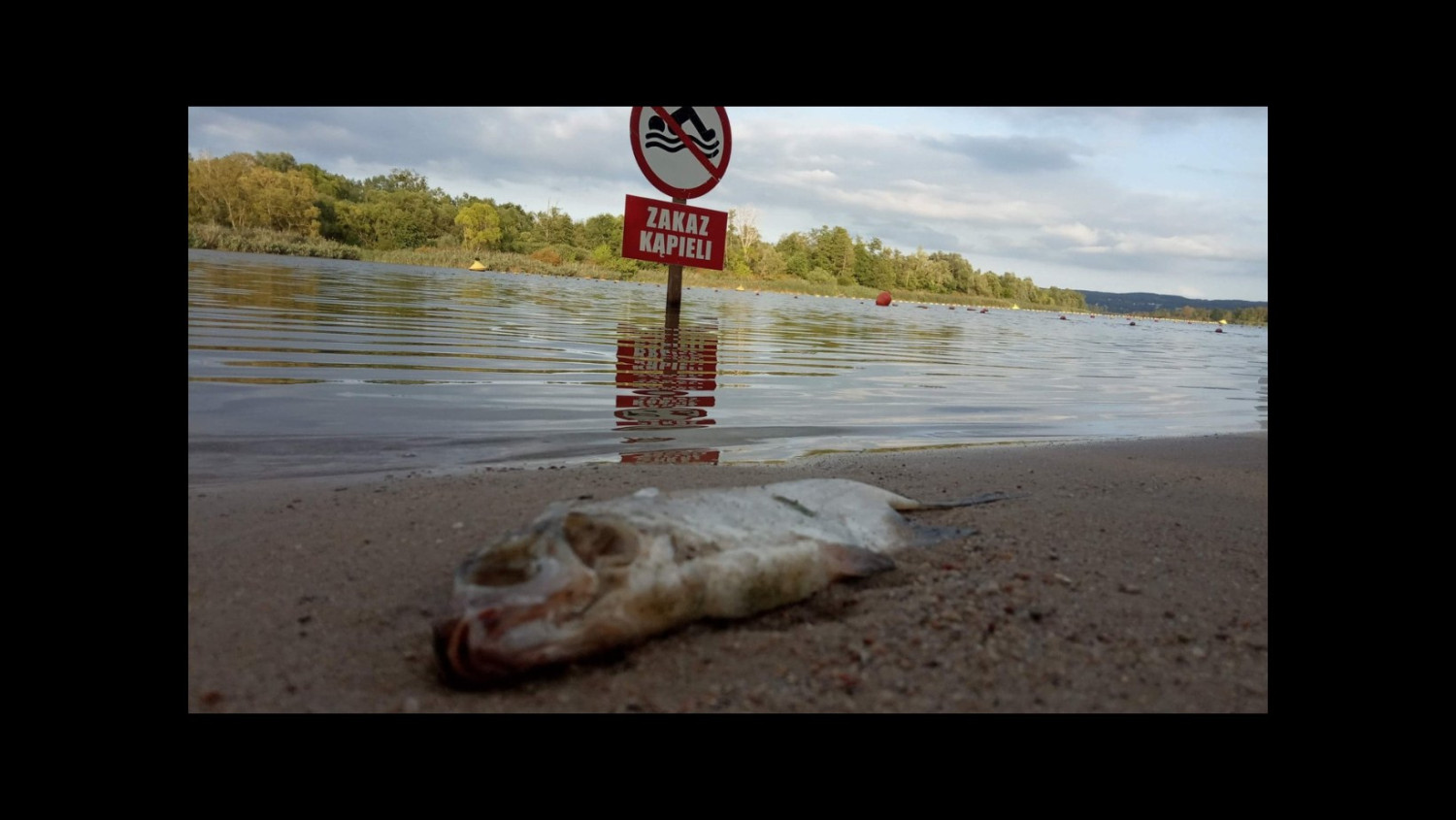 „co Z Tą Odrą” Zapraszają Na Debatę O Katastrofie Ekologicznej Która Wstrząsnęła Całą Polską 1218