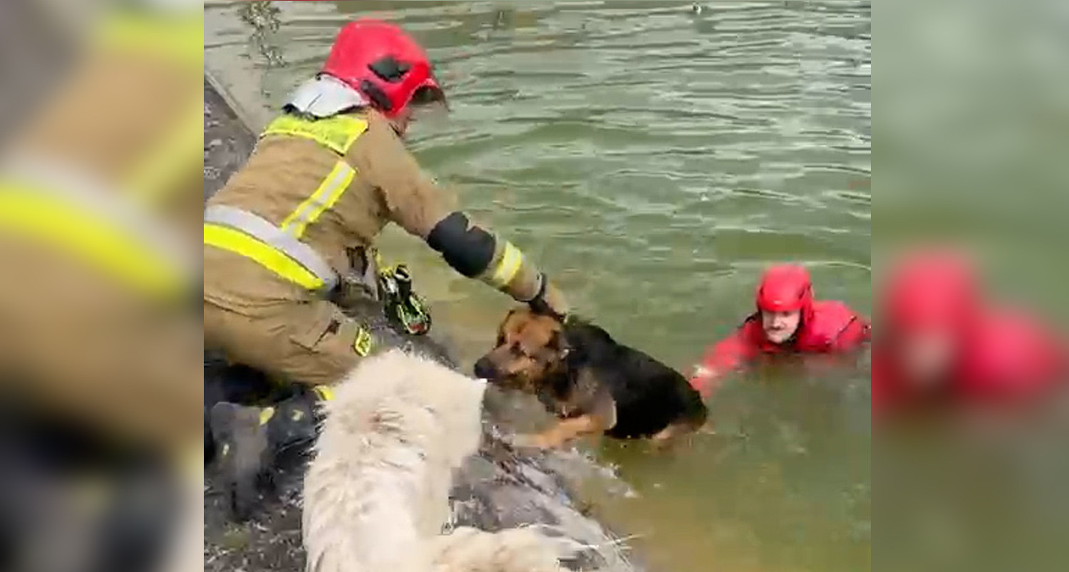 Poruszająca akcja ratownicza. Pies rzucił się na pomoc tonącemu psu