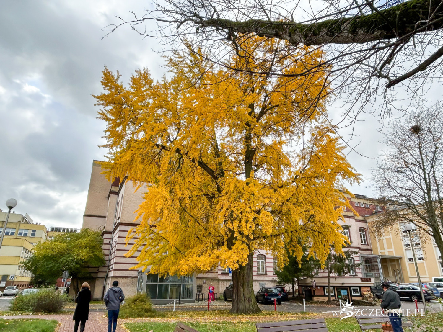 Sprawa potężnego miłorzębu z Pomorzan dobiega końca. To jedyne takie drzewo w mieście