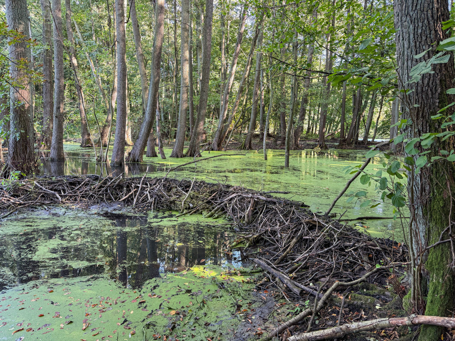 Bobry budują tamy w okolicy Głębokiego. „To miejsce posiada duży potencjał edukacyjny” kontra „nie przeszkadzajmy im”