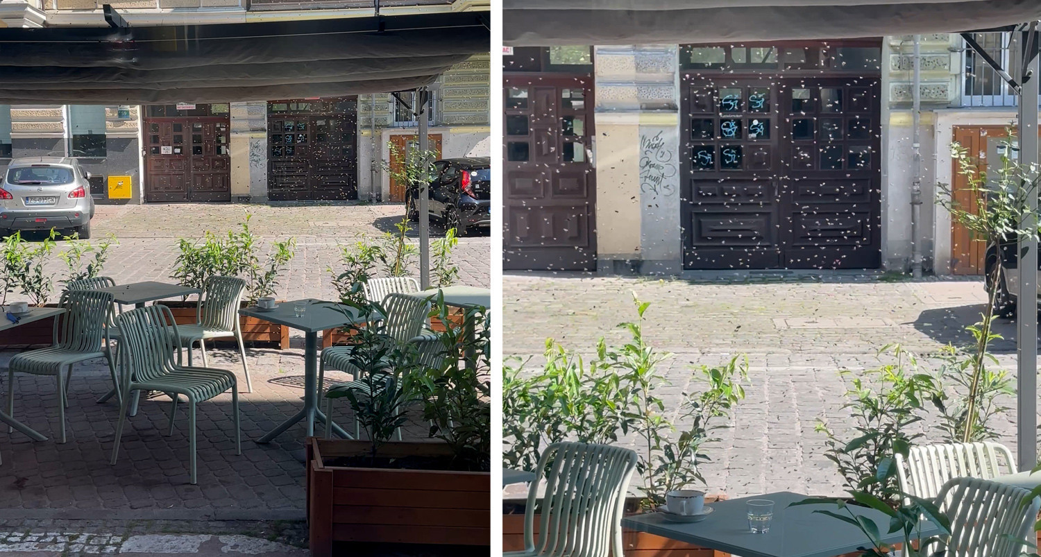 Rój pszczół w centrum miasta. „Ludzie chowali się w restauracjach” [wideo]