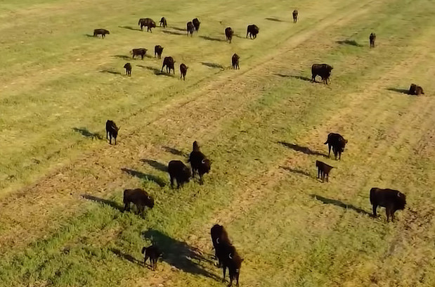 Na wyprawie rowerowej do tej miejscowości można zobaczyć stado 90 żubrów [wideo]