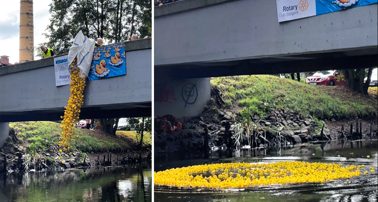 Wrzucą do wody tysiąc kaczek. Wszystko w szczytnym celu