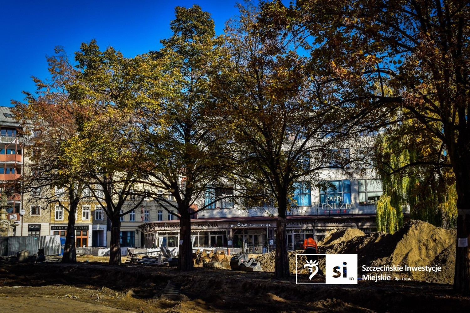 Cenne lipy ze Starego Miasta przeszły zabiegi pielęgnacyjne. „To specjalistyczna metoda”